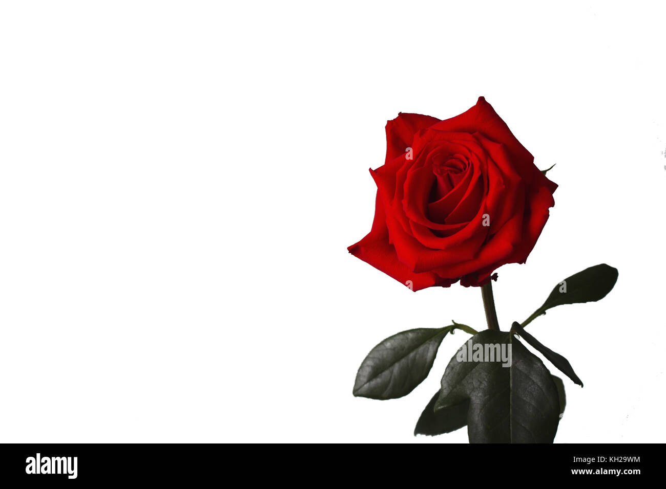 Close-up of a red rose on white isolated background Stock Photo - Alamy