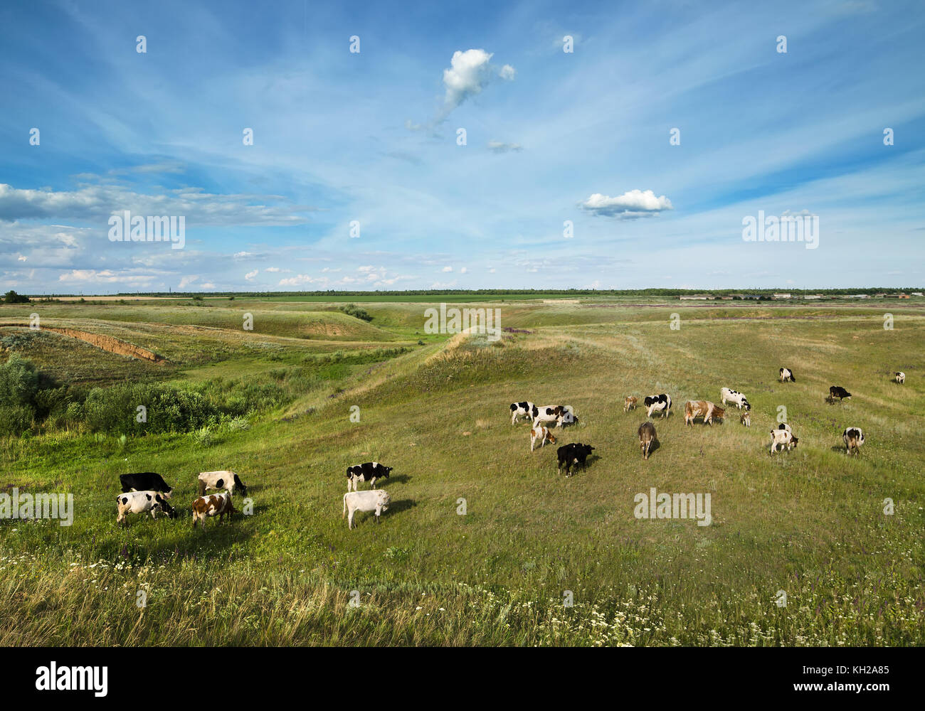A hilly field with grazing cows hi-res stock photography and images - Alamy