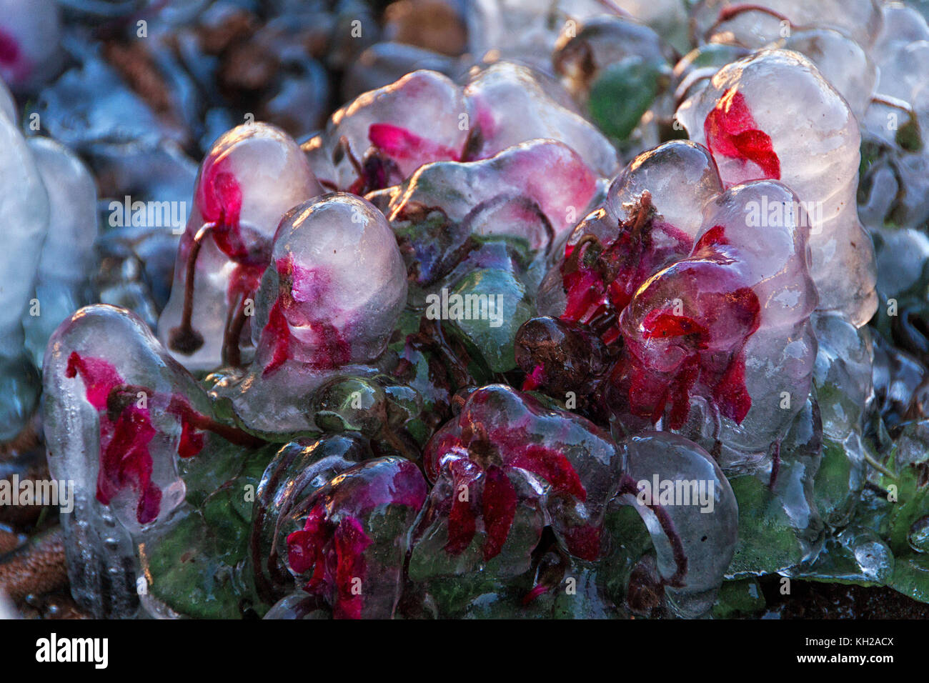 Frozen flowers hires stock photography and images Alamy