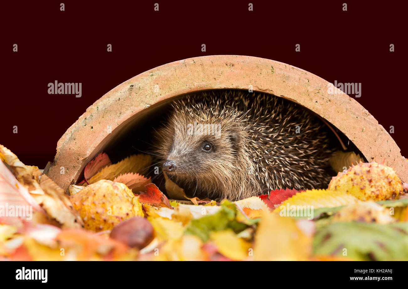 Hedgehogs seek out places to hibernate in late Autumn, collecting leaves, moss and grass to make a warm, dry bed in which to hibernate Stock Photo