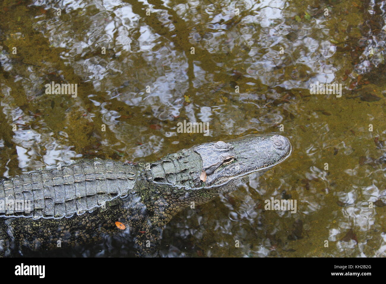 Alligator in the Water Stock Photo Alamy
