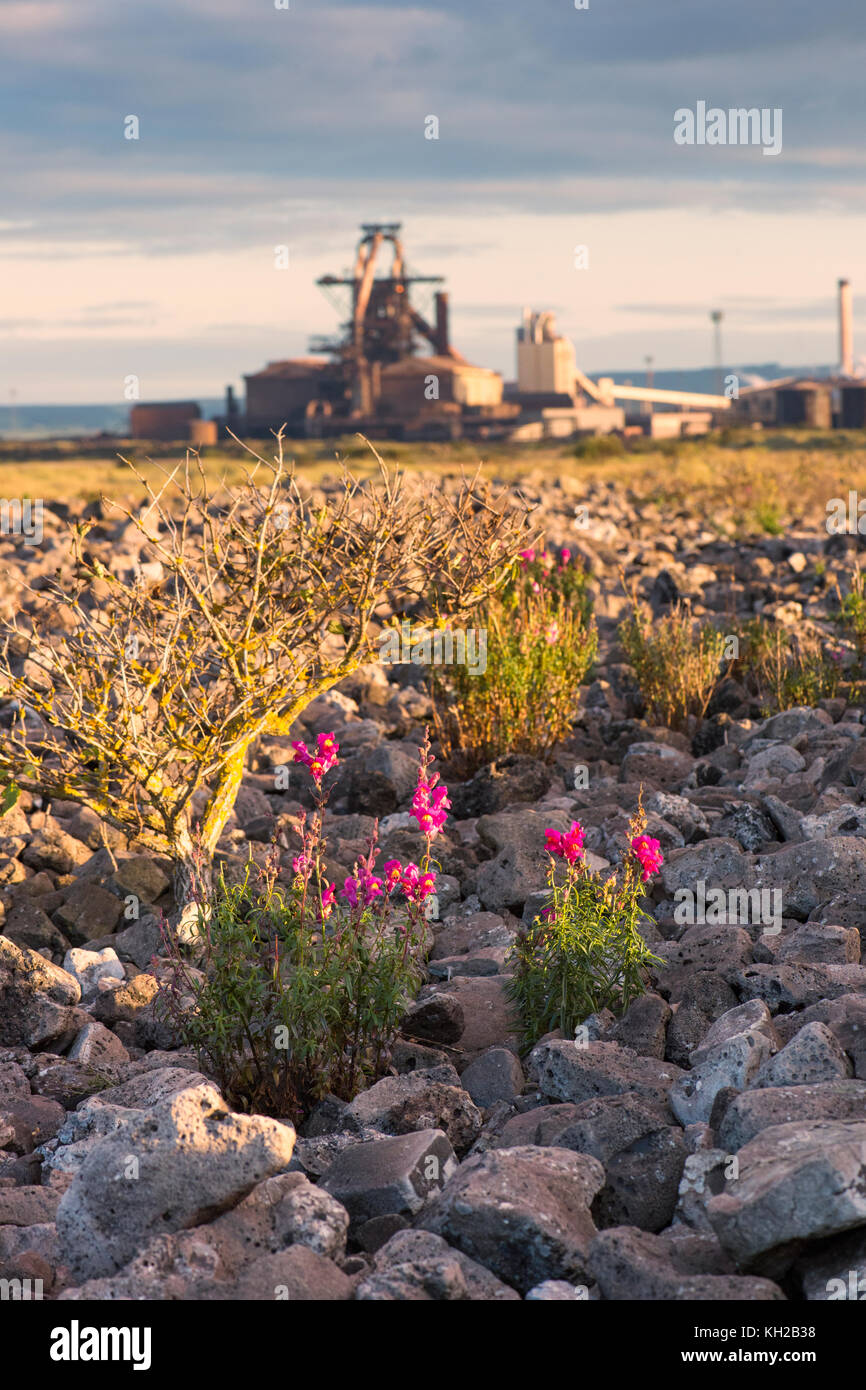 Snapdragon growing on slag with Redcar Blast Furnace in Background Stock Photo