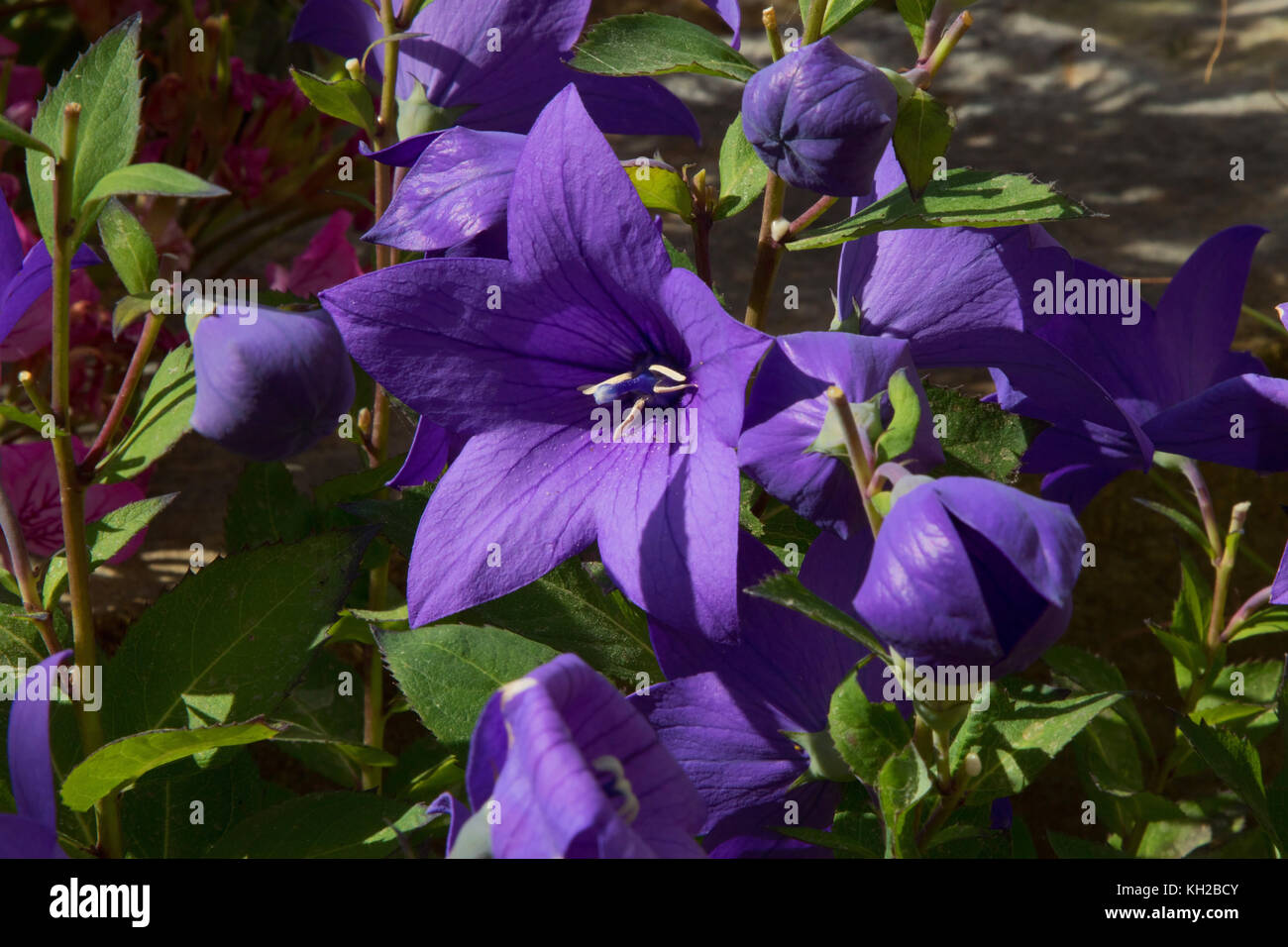 Platycodon grandiflorus balloon flower at RHS Gardens,Harlow Carr