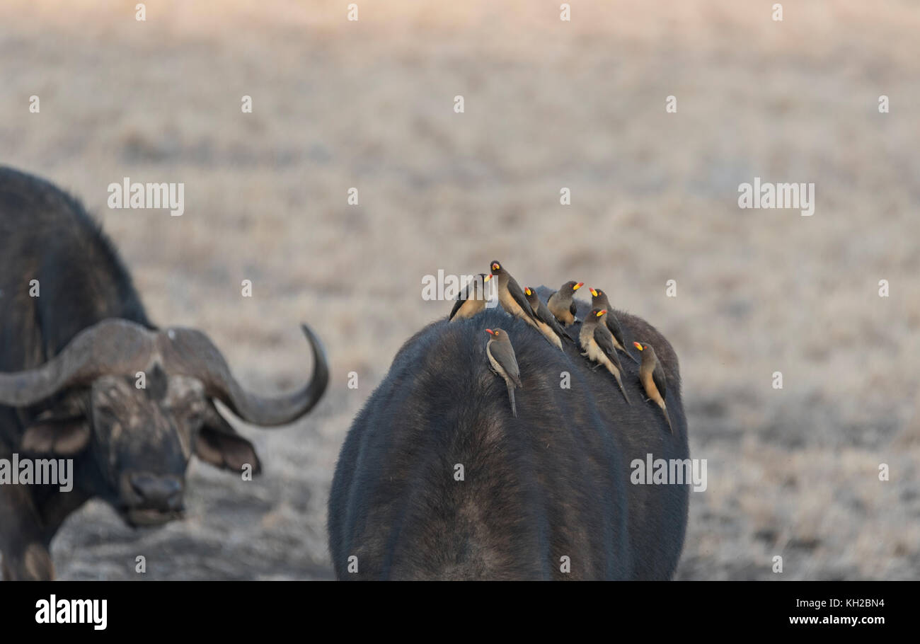 Noisy Yellow-bllled Oxpeckers (Buphagus africanus) on Cape Buffalo (Syncerus caffer) Stock Photo