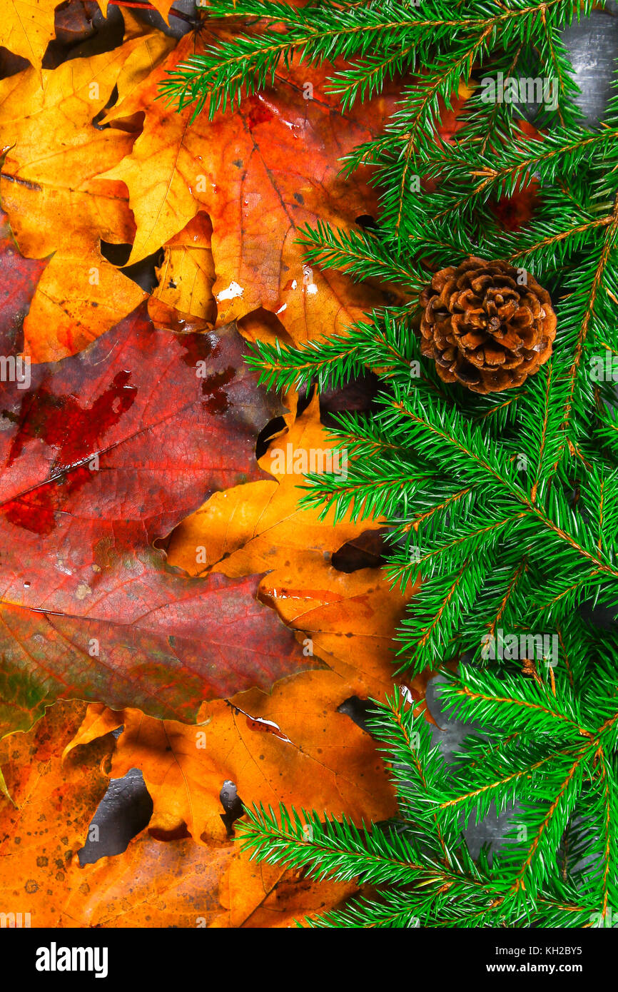 Yellow And Orange Autumn Leaves Turn Into Green Fir Branches With