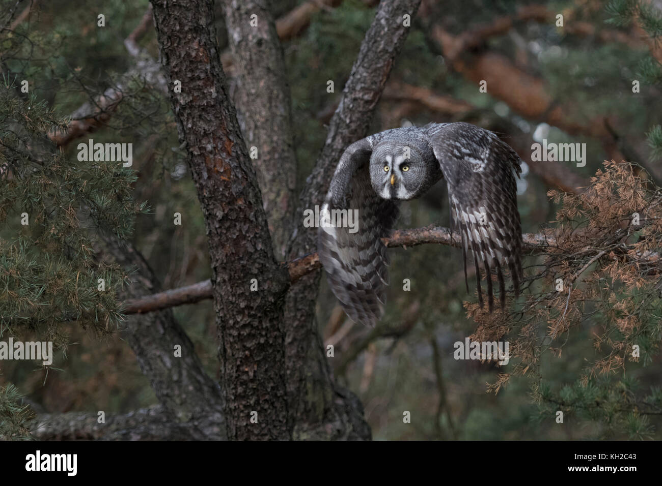 Great Grey Owl / Bartkauz ( Strix nebulosa ) takes off for hunting, in flight, flying, frontal side shot, beating its wings, in fall, Europe. Stock Photo