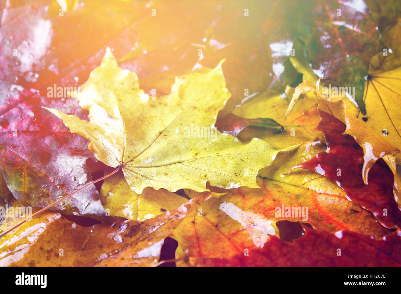 Yellow and orange autumn background with maple leaves Stock Photo - Alamy