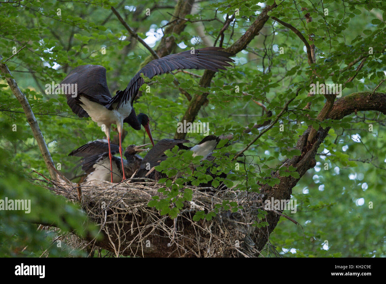Black Stork (Ciconia nigra) at their nesting site, adult feeding its chicks, high up in a huge old beech tree, hidden, secretive, wildlife, Europe. Stock Photo