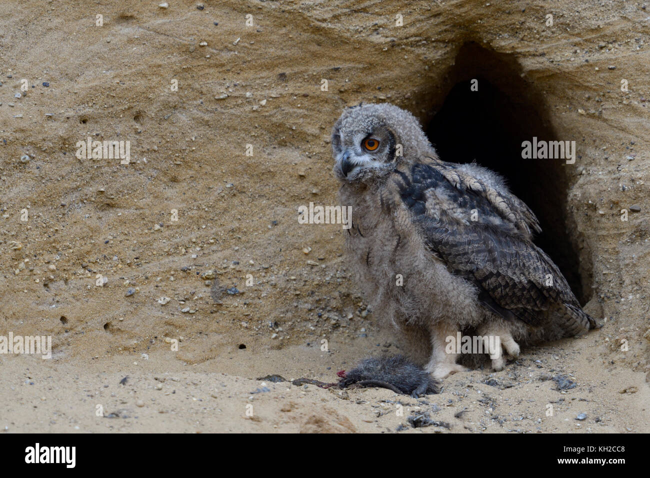 Eurasian Eagle Owl / Europaeischer Uhu ( Bubo bubo ), young chick at ...