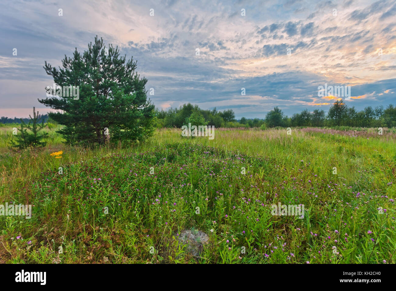 fir-tree in summer field under sunset sky Stock Photo - Alamy
