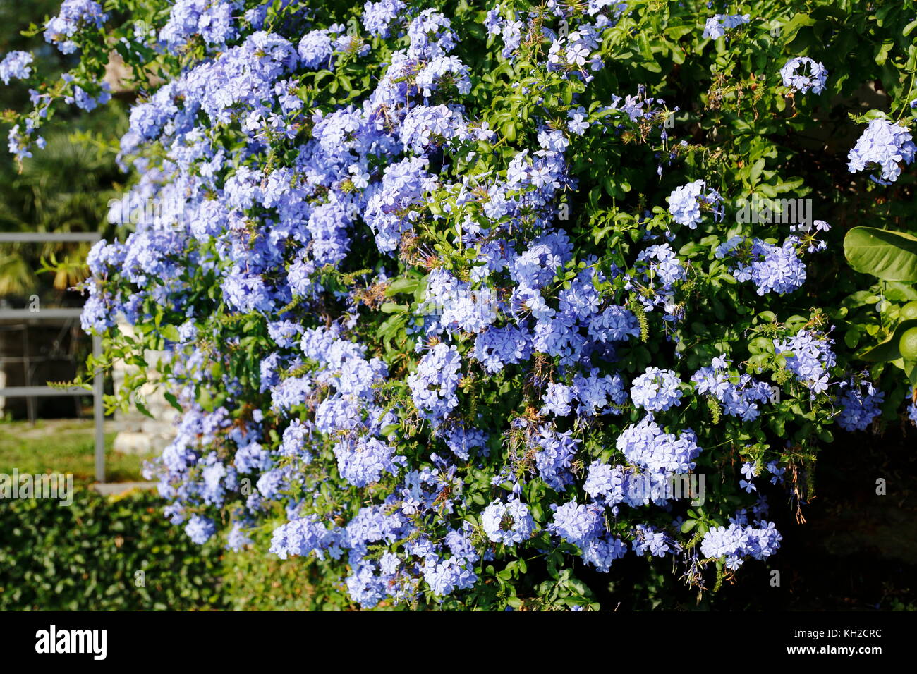 Blaue Zierpflanze, Flammer Blume, Phlox Stock Photo