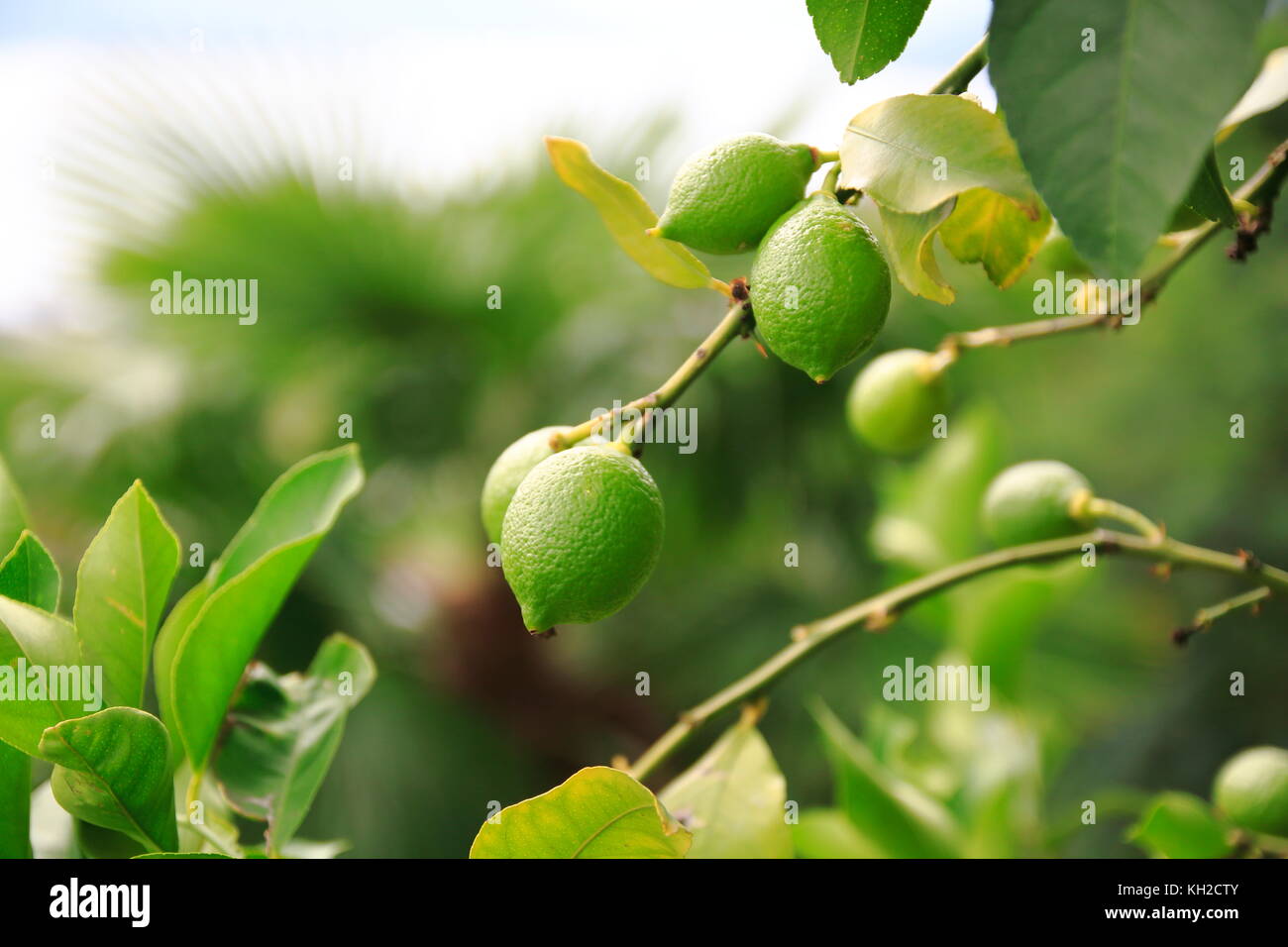 Zitrone, Limone, Limette, am Baum Stock Photo