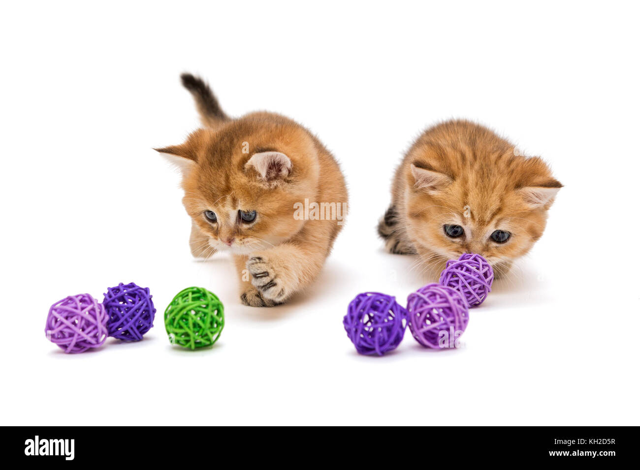 Two little kitten playing with balls isolated on a white background ...
