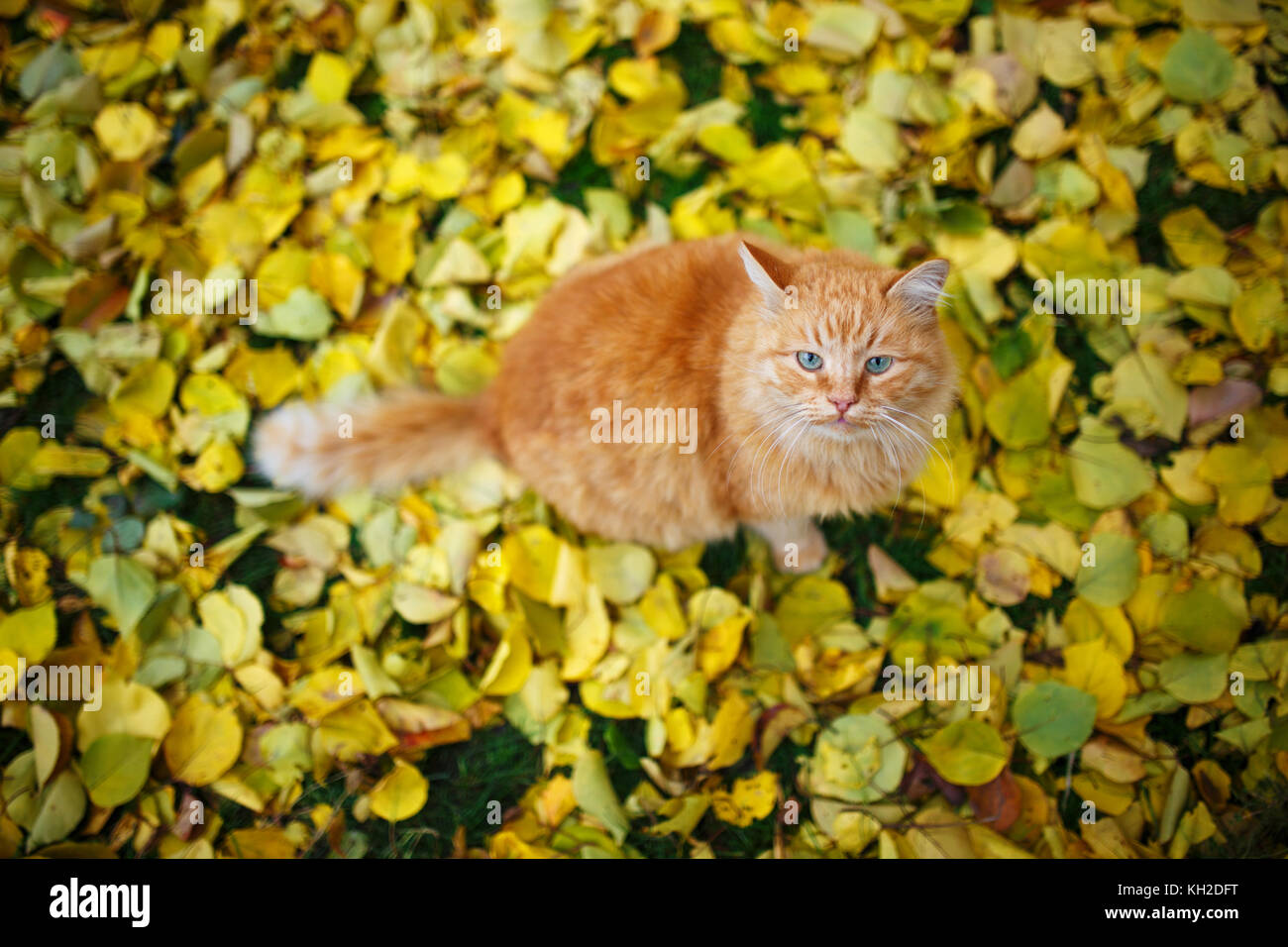 Cute ginger cat sitting on fall leaves carpet Stock Photo Alamy