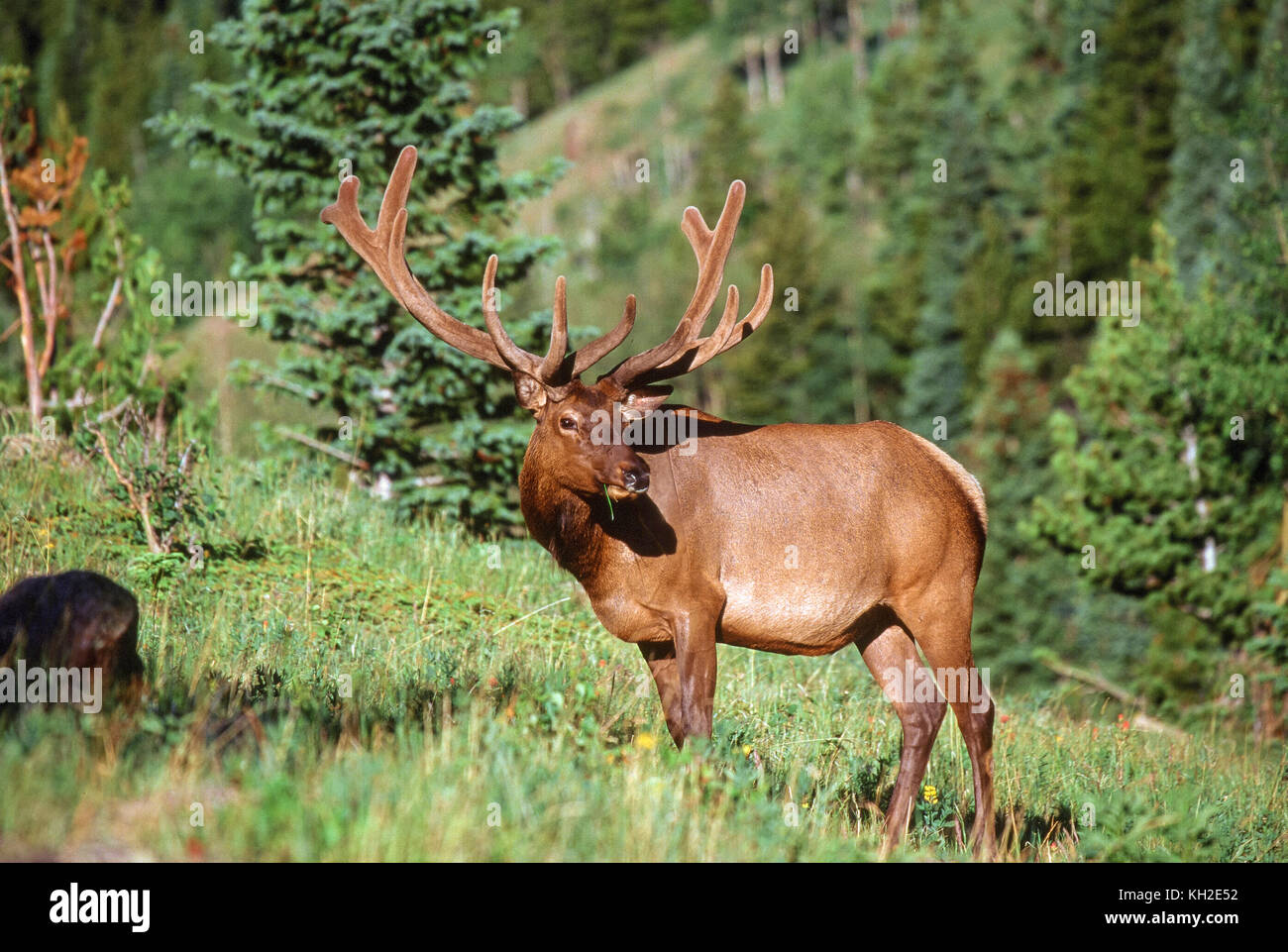 Bull elk in velvet during summer in Colorado Stock Photo - Alamy