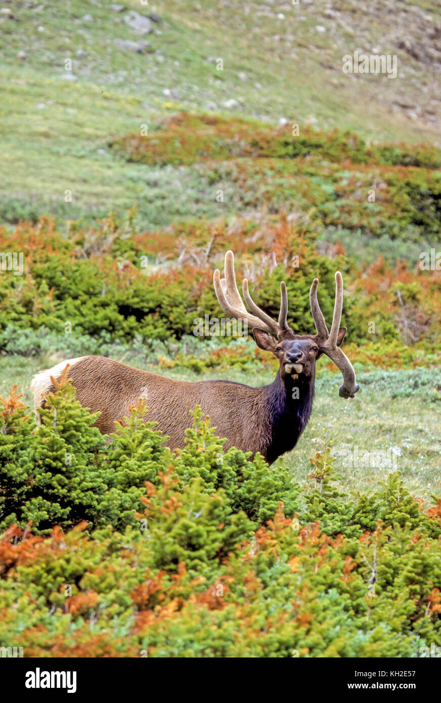 Bull elk in velvet during summer in Colorado Stock Photo - Alamy