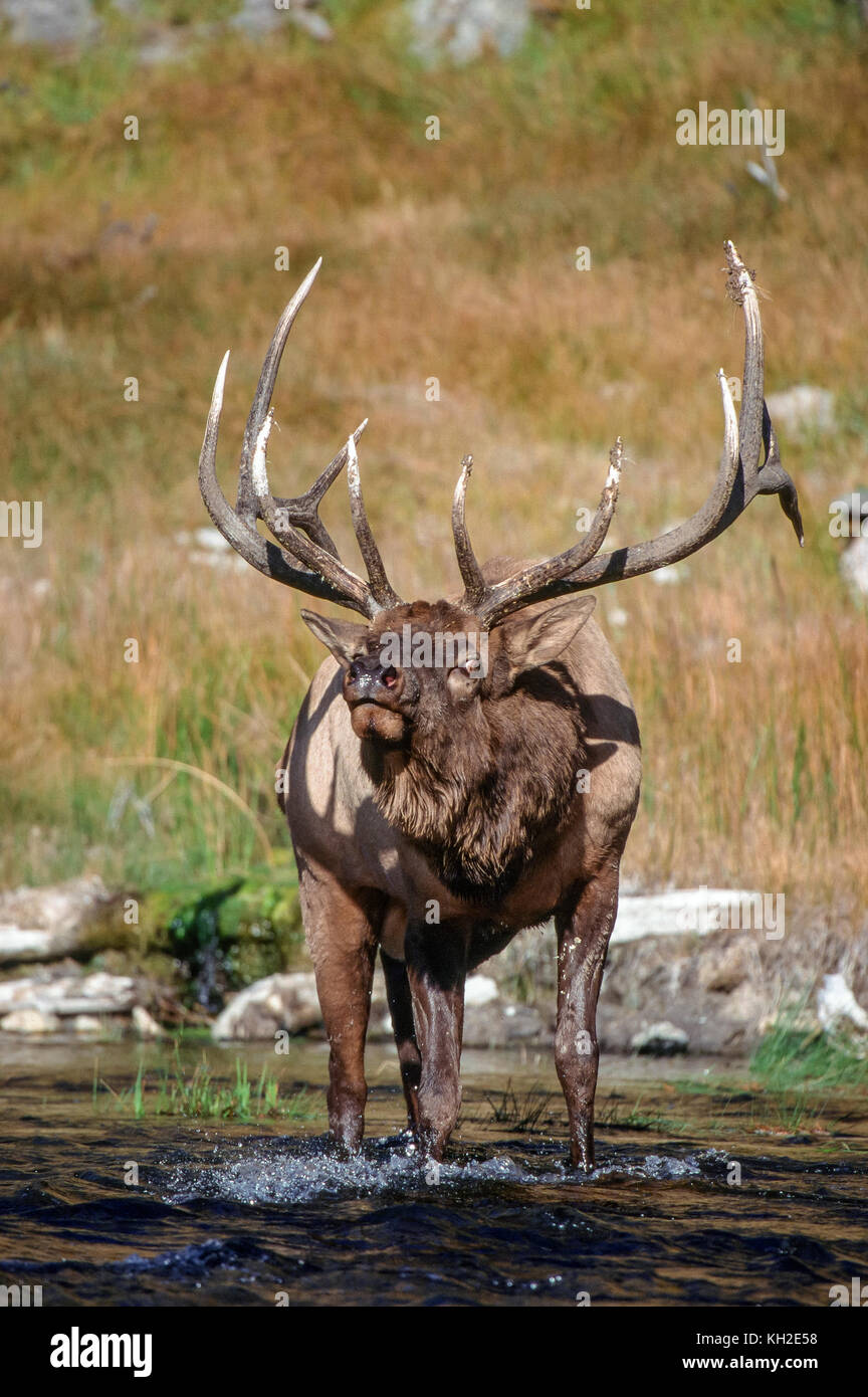 American elk or wapiti Stock Photo Alamy
