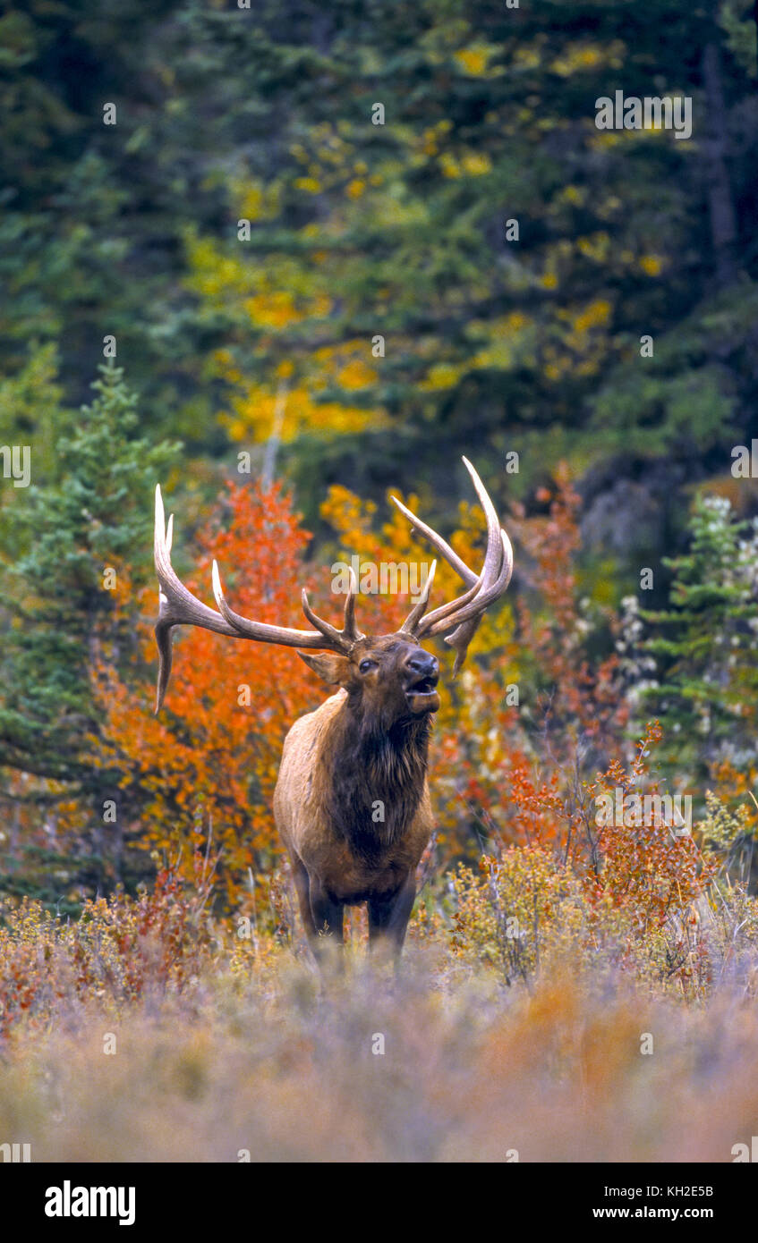 Elk In Fall Bull elk in fall rut hi-res stock photography and images - Alamy