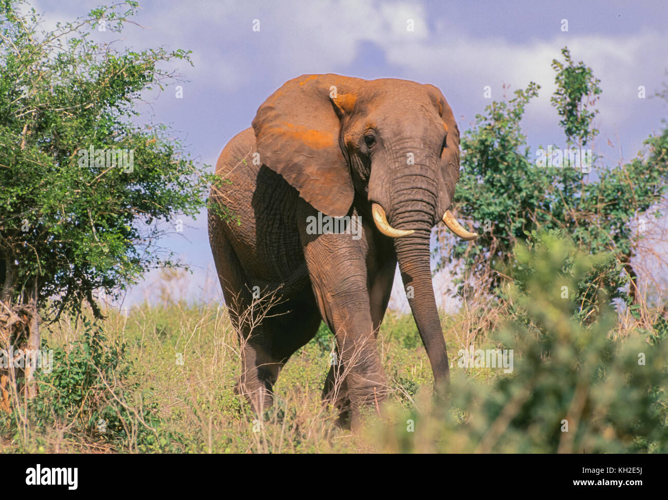 Bull African elephant Stock Photo Alamy