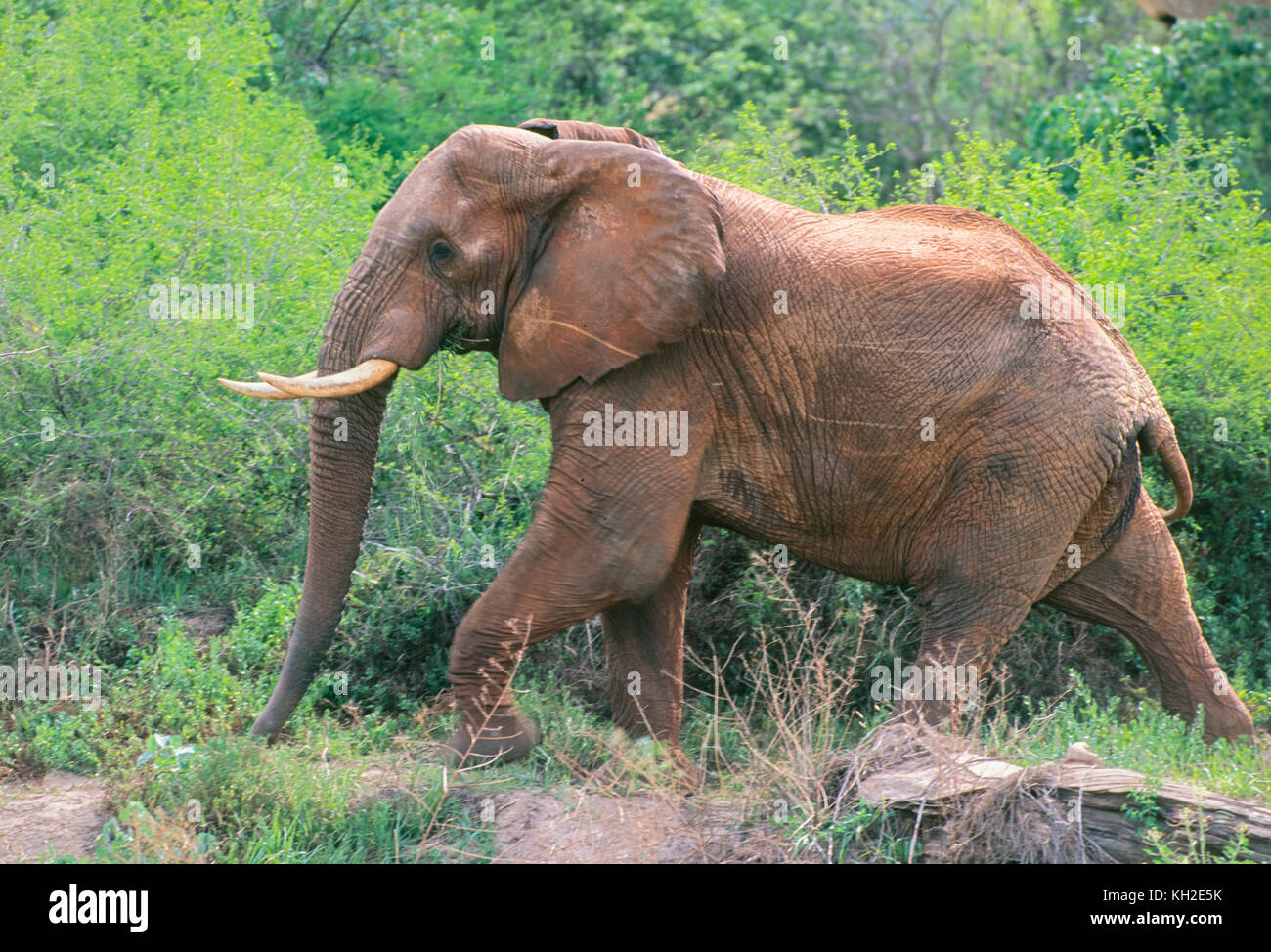 Bull African elephant Stock Photo Alamy