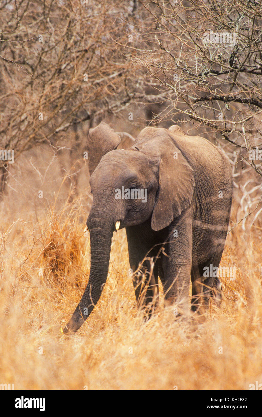 Calf african elephant Stock Photo - Alamy