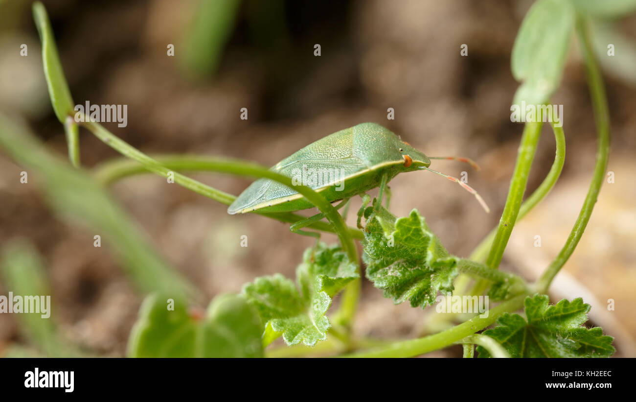 Side view of small green bug walking across the thin stems of tiny