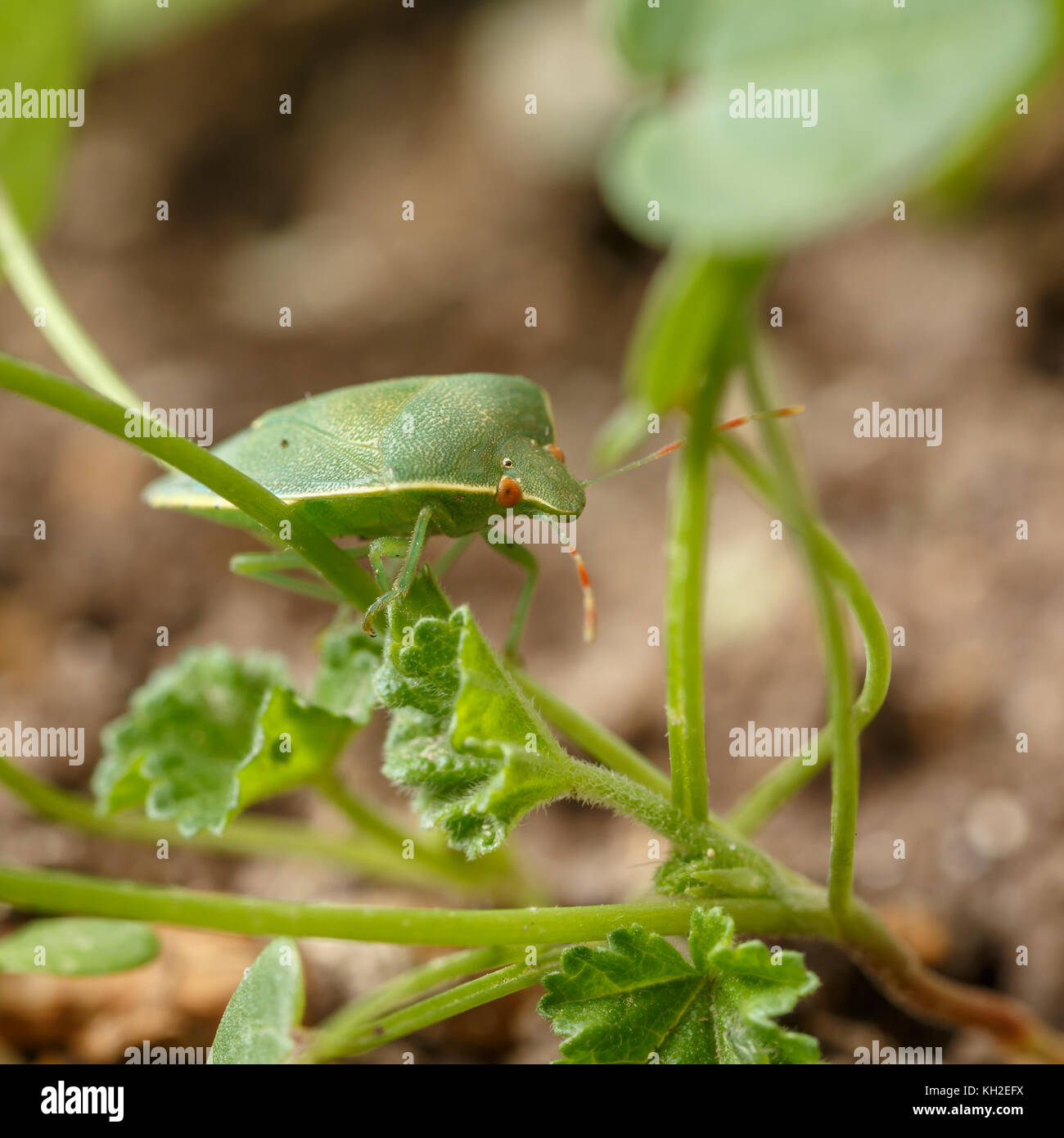 Beauty green bug walking across the thin stems of tiny weeds at garden