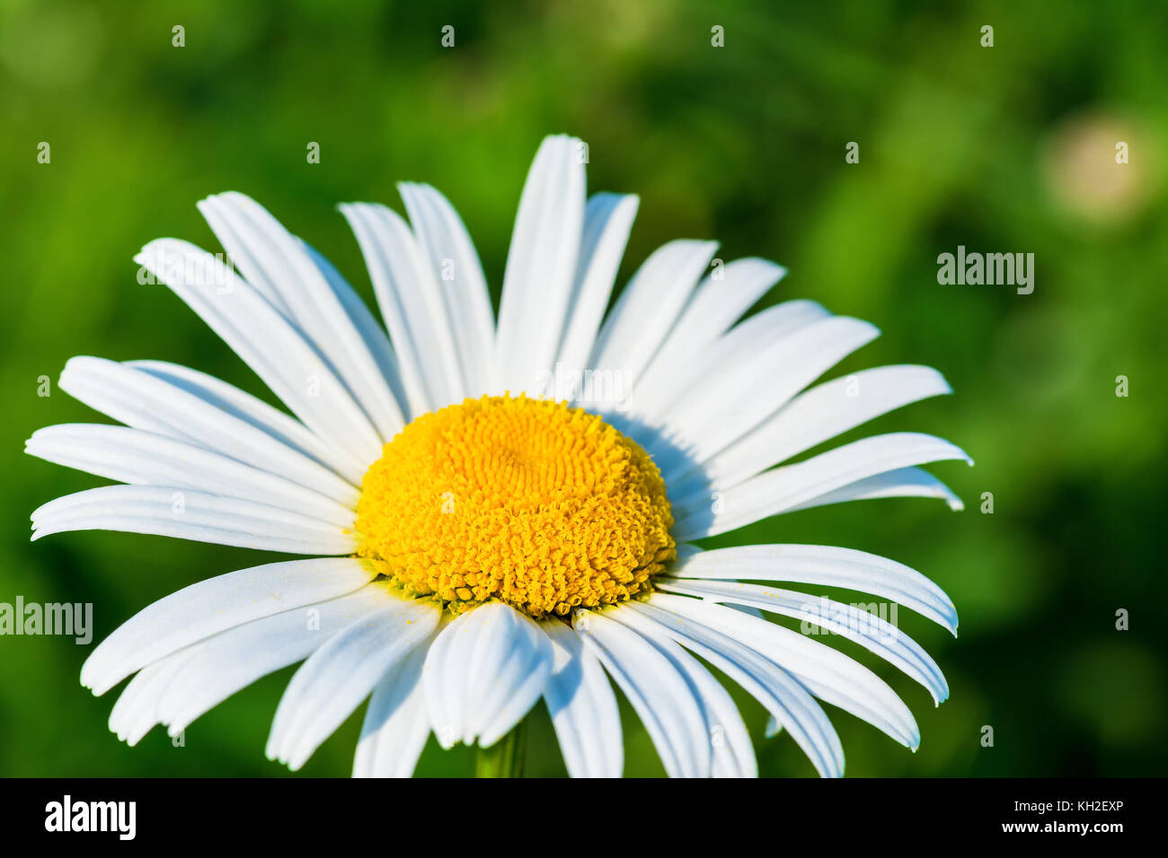 Beautiful close-up of daisy flower in sunlight. Leucanthemum. Idyllic scene with white marguerite in bloom on blurred green background. Stock Photo