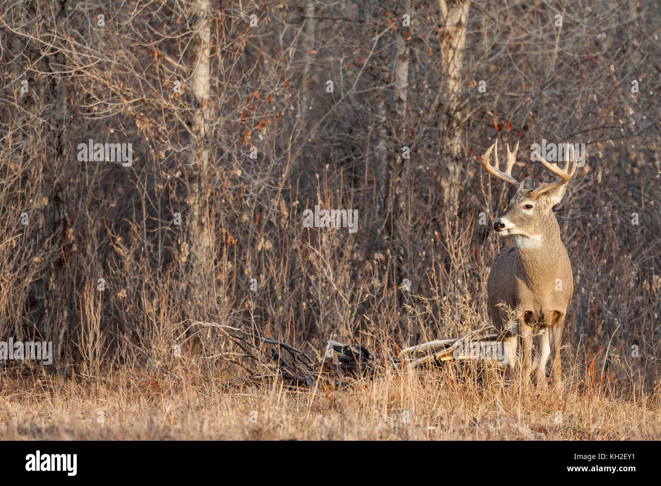 Whitetail deer (Odocoileus virginianus) Stock Photo