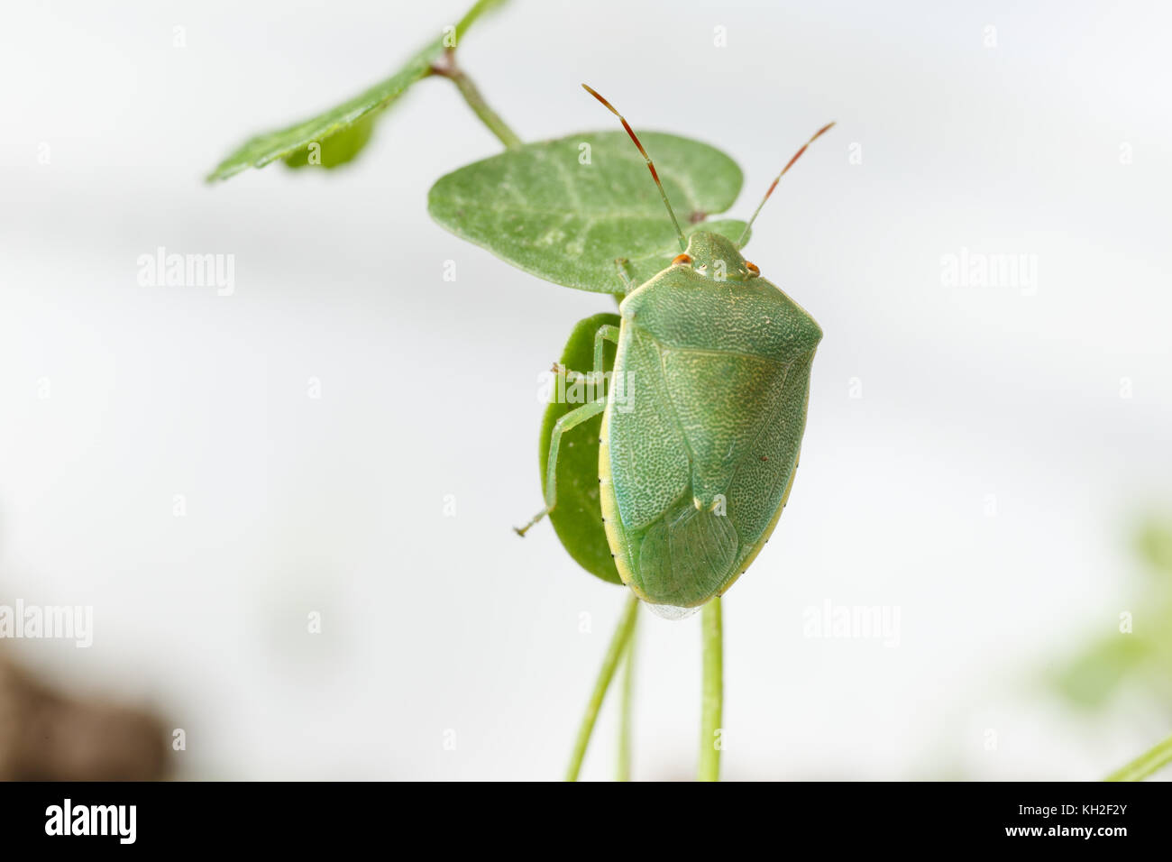 Adult exemplar of Nezara viridula hidden from predators, on white background. Example of mimicry of southern green stink bug to local vegetation Stock Photo