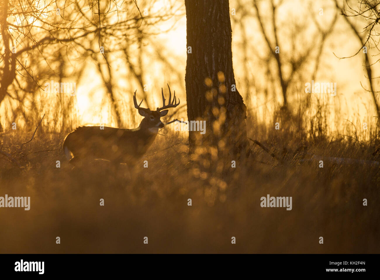 Whitetail buck rut hires stock photography and images Alamy