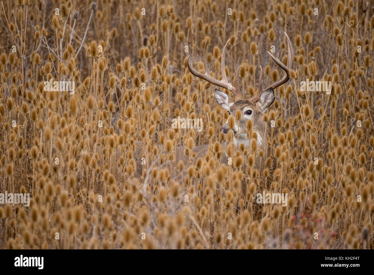 Whitetail buck in teasel patch during fall rut in Montana Stock Photo