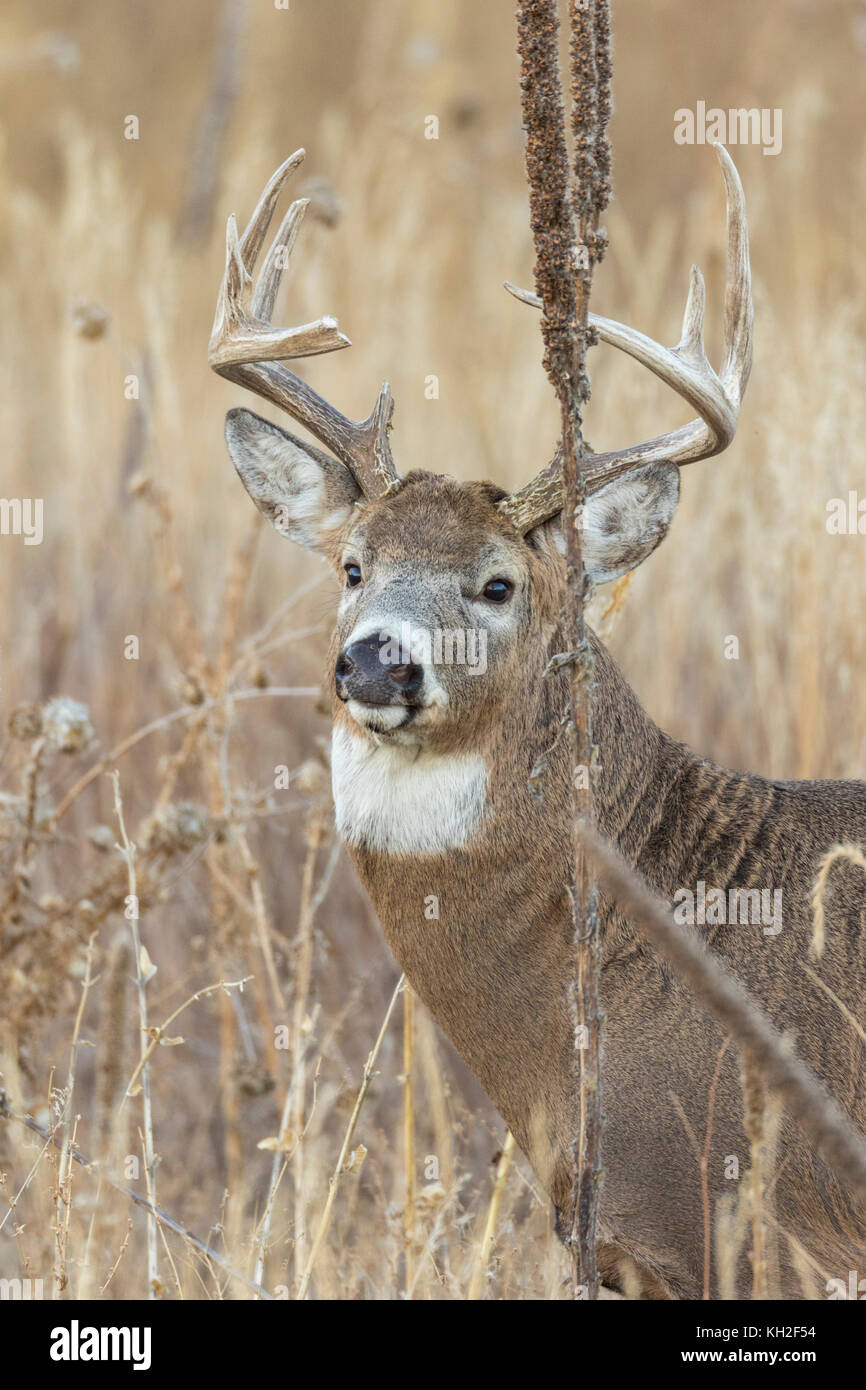 Whitetail deer during autumn rut Stock Photo - Alamy