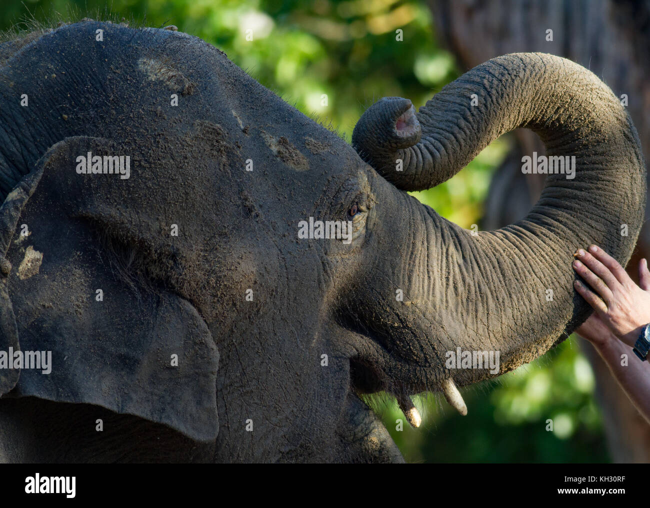 Baby elephant closeup with trunk curved Stock Photo