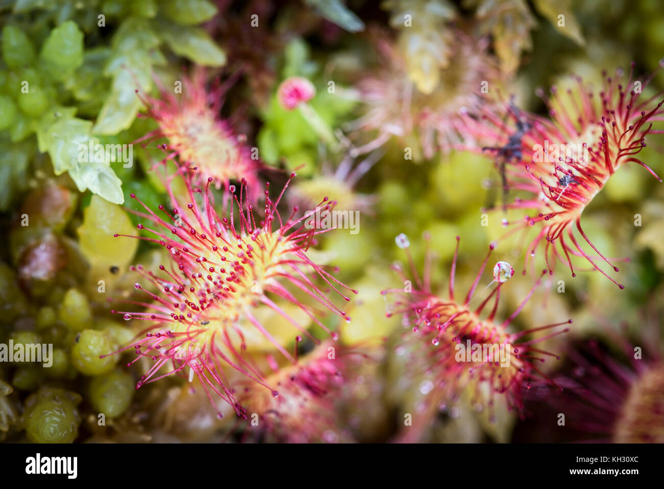 Sundew rotundifolia in Sphagnum bog in the Highlands of Scotland. Stock Photo