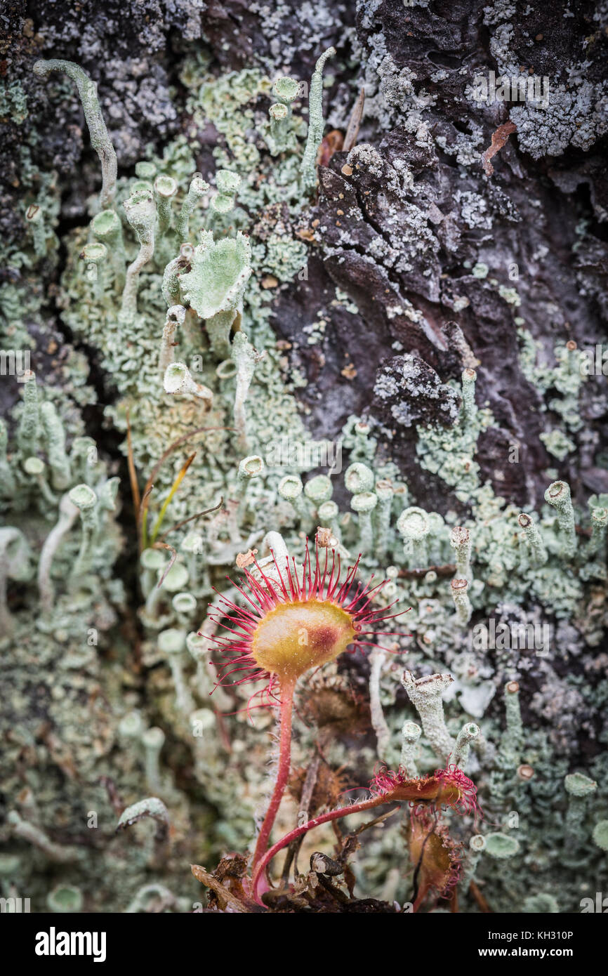 Sundew rotundifolia and Cup Lichen in the Highlands of Scotland. Stock Photo