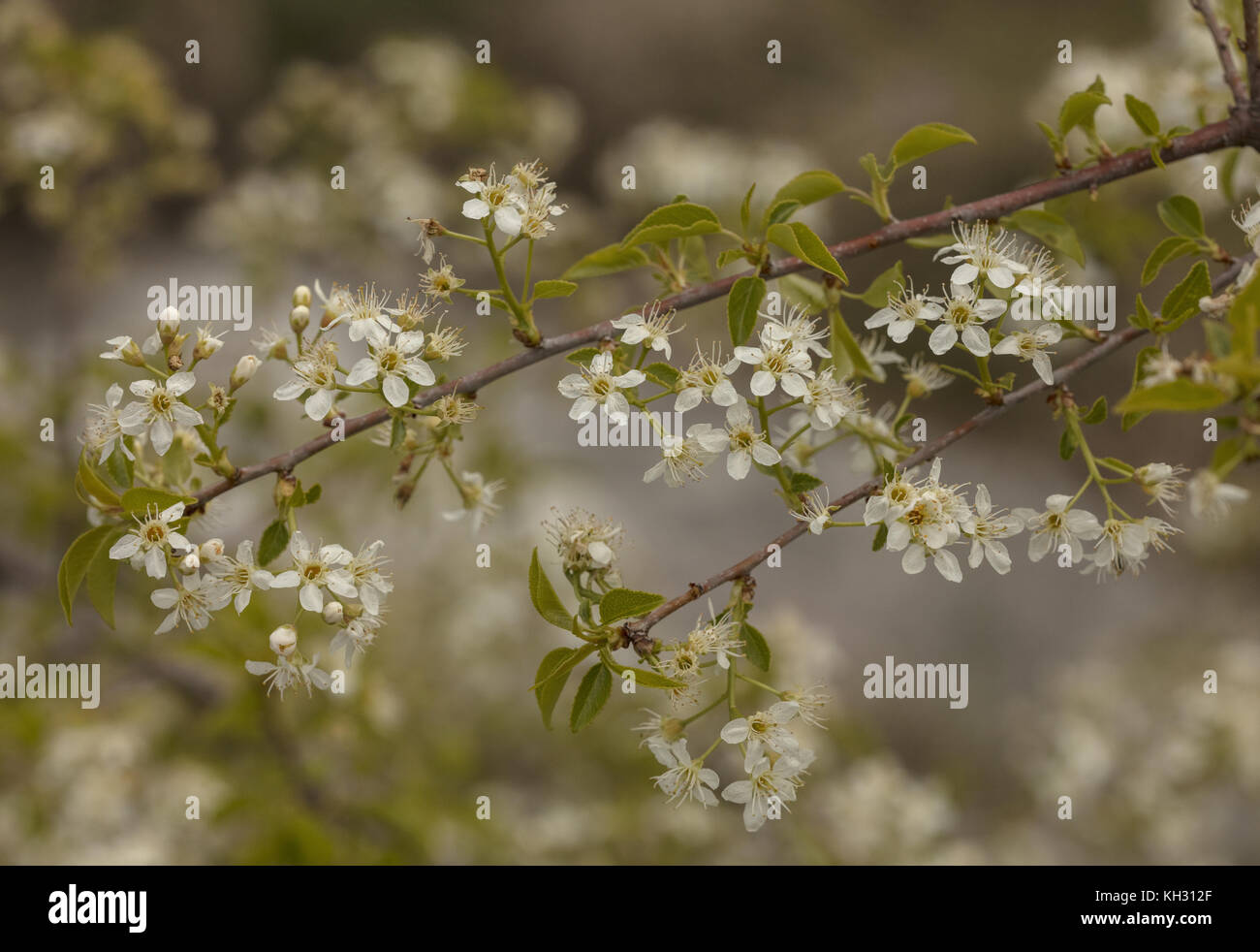 St Lucie cherry, Prunus mahaleb, mahaleb cherry, St Lucie's cherry, Stock Photo