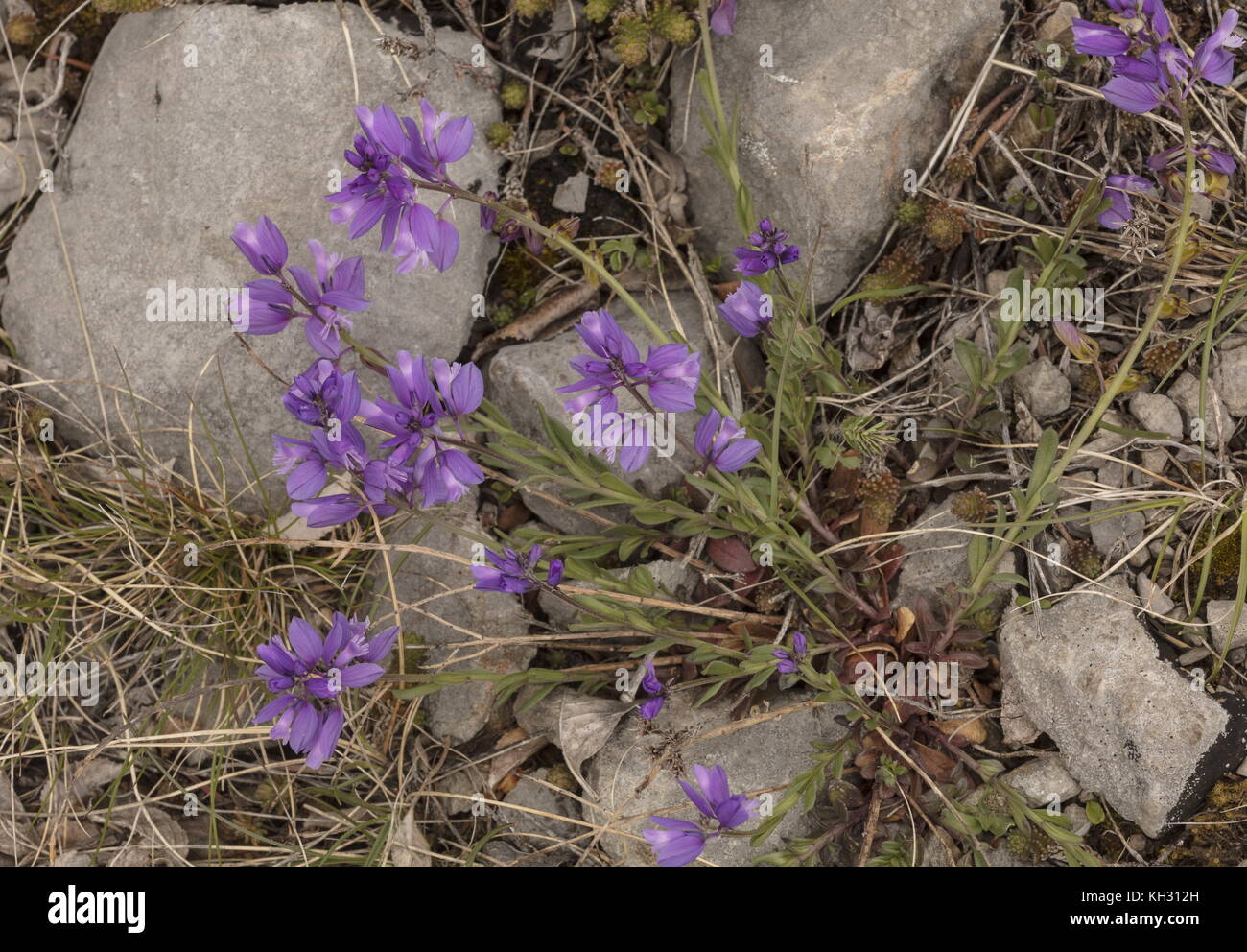 Nice Milkwort, Polygala nicaeensis in flower, Velebit Mountains, Croatia. Stock Photo