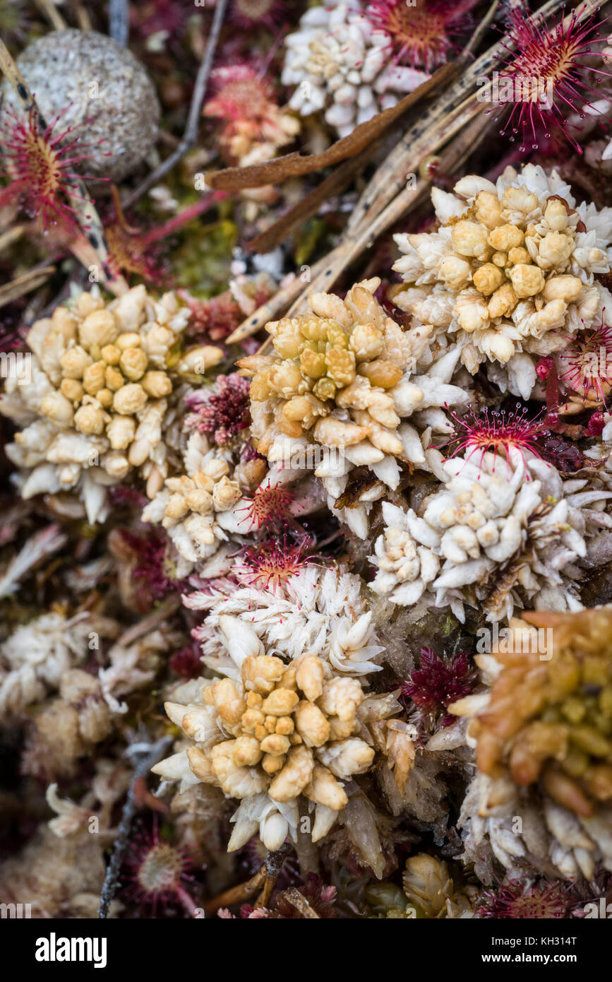 Mixed Sphagnum Moss and Sundew in the Highlands of Scotland. Stock Photo