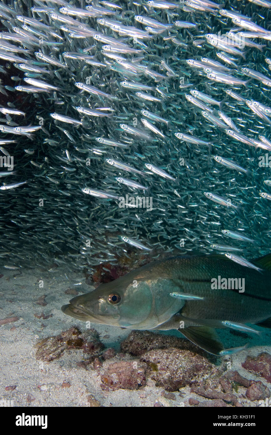 Snook, Centropomus undecimalis, underwater in the Florida Keys Stock Photo