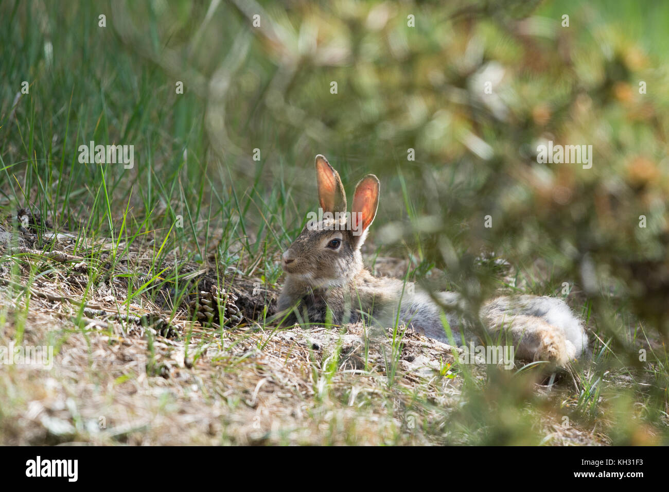 Common European rabbit in sand dunes at wadden island Texel Stock Photo ...