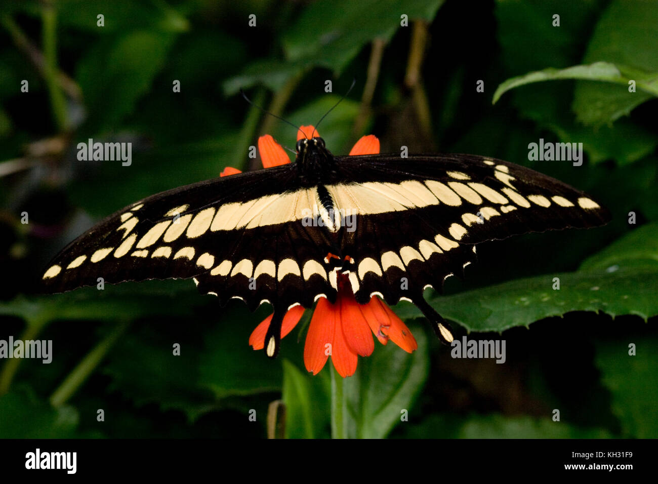Thoas Swallowtail (Heraclides thoas Stock Photo - Alamy