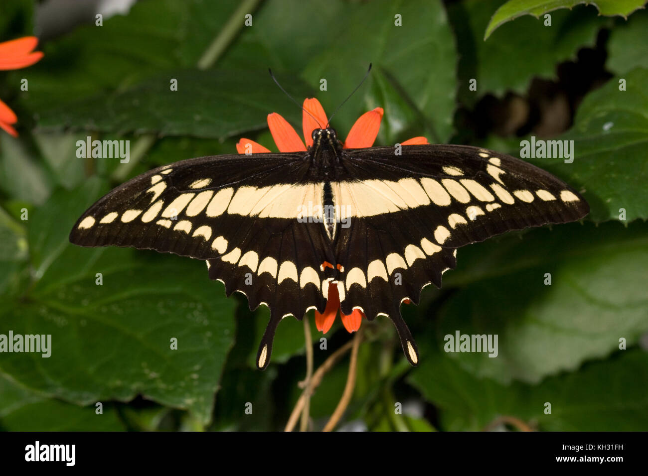 Thoas Swallowtail (Heraclides thoas Stock Photo Alamy