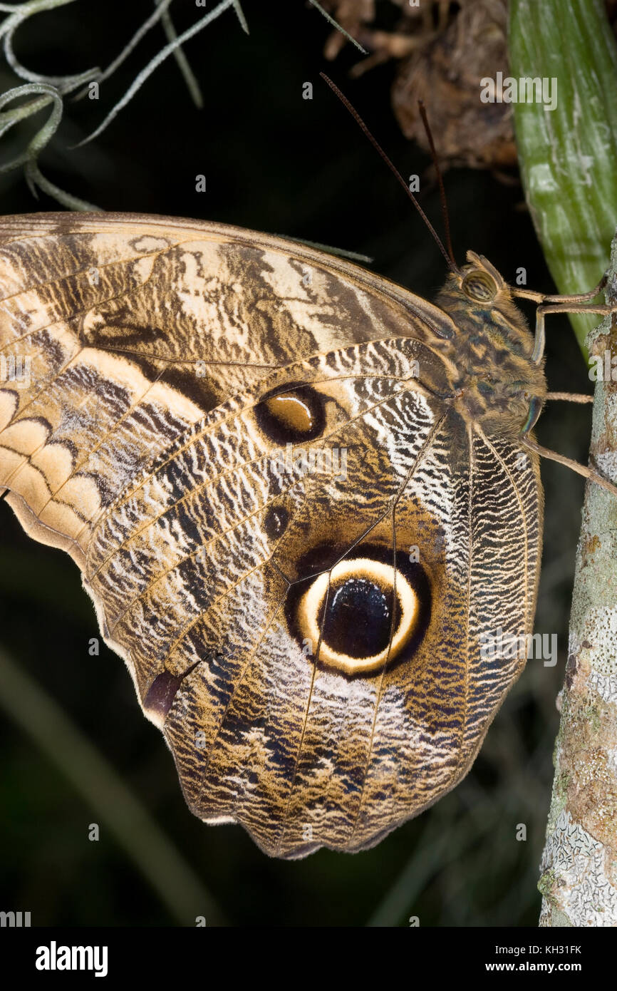 Eyespots on Owl Butterfly, Caligo idomenius Stock Photo