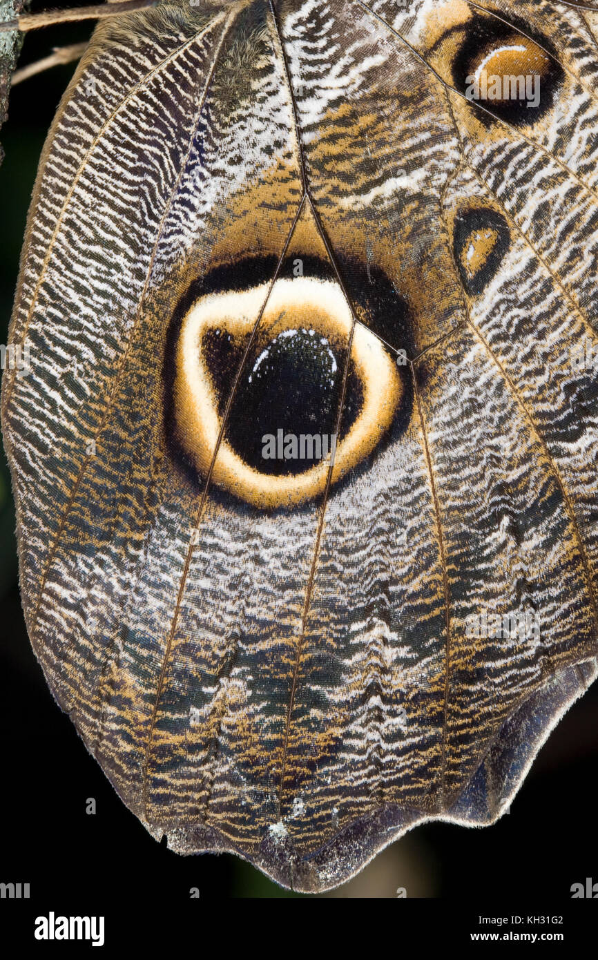Butterfly eye camouflage hi-res stock photography and images - Alamy