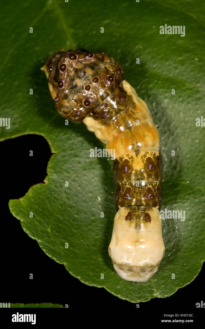 Giant Swallowtail, Papilio cresphontes, caterpillar Stock Photo