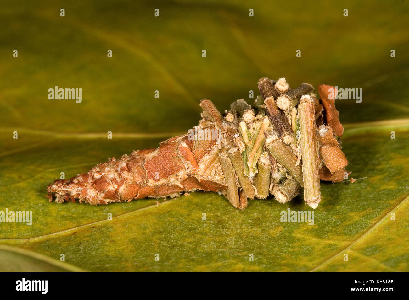 Abbot's Bagworm, Oiketicus abbotii, female in larval bag or sack Stock