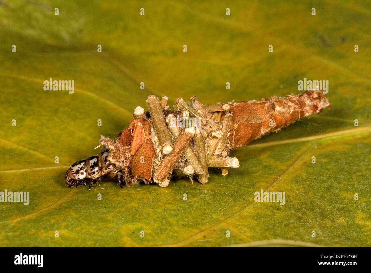 Abbot's Bagworm, Oiketicus abbotii, female in larval bag or sack Stock