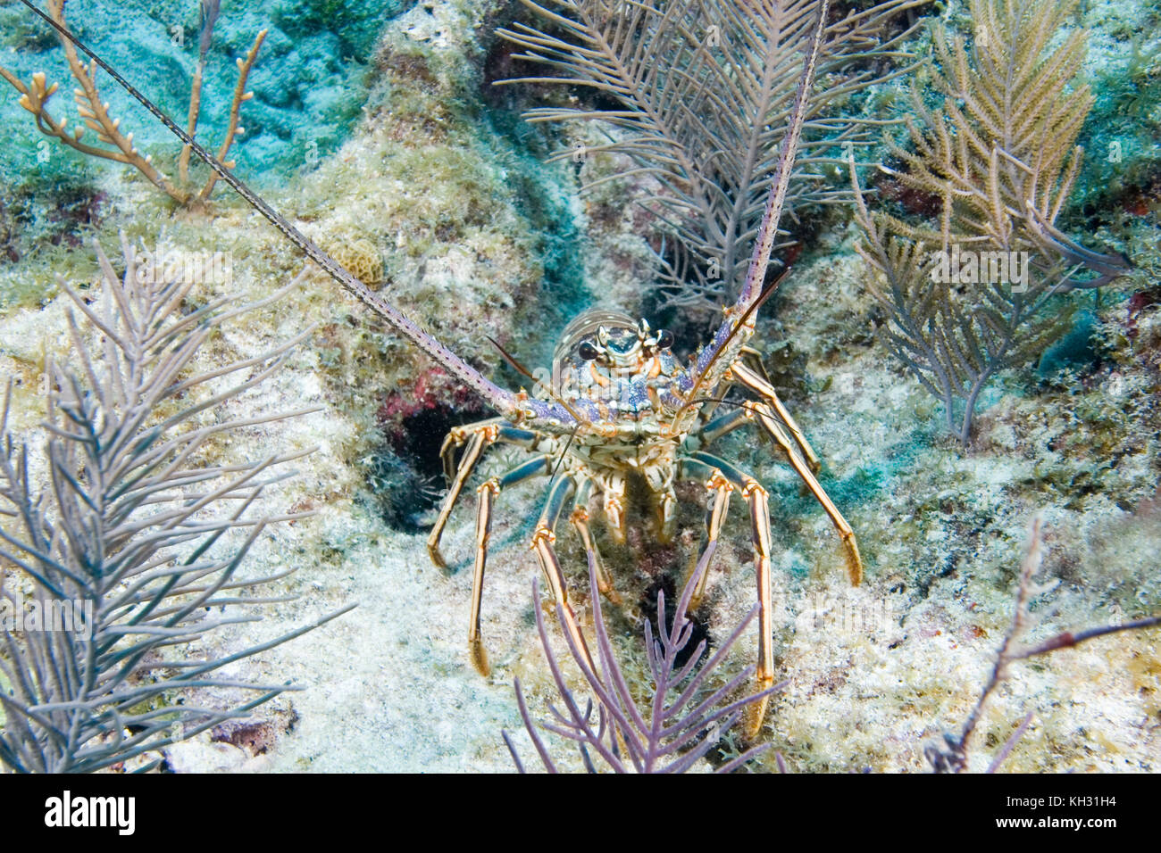 Caribbean Spiny Lobster, Panulirus argus, Florida Keys Stock Photo