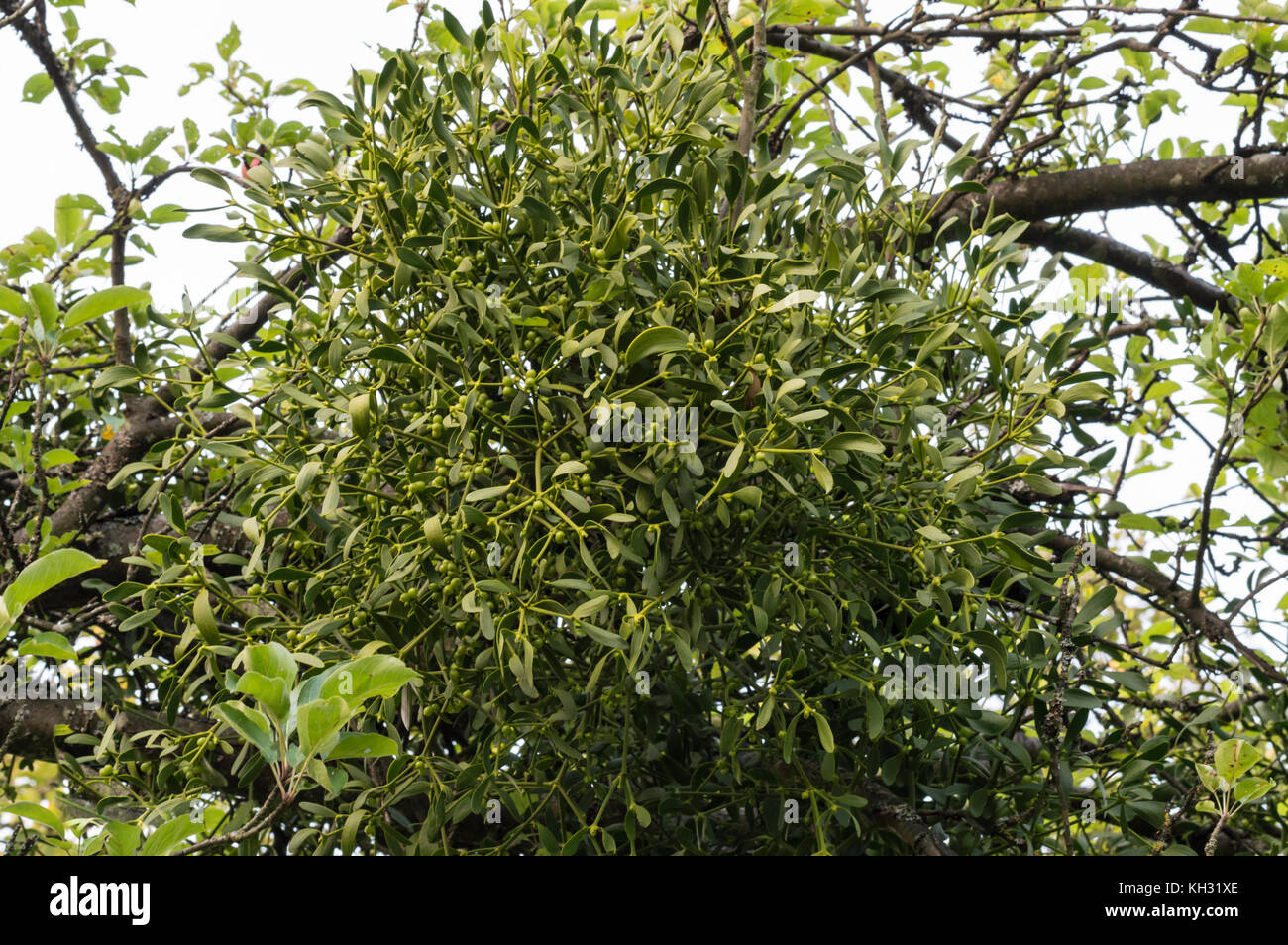 Viscum Tree with mistletoe - viscum Stock Photo - Alamy